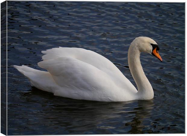 Swimming Swan Canvas Print by sharon bennett