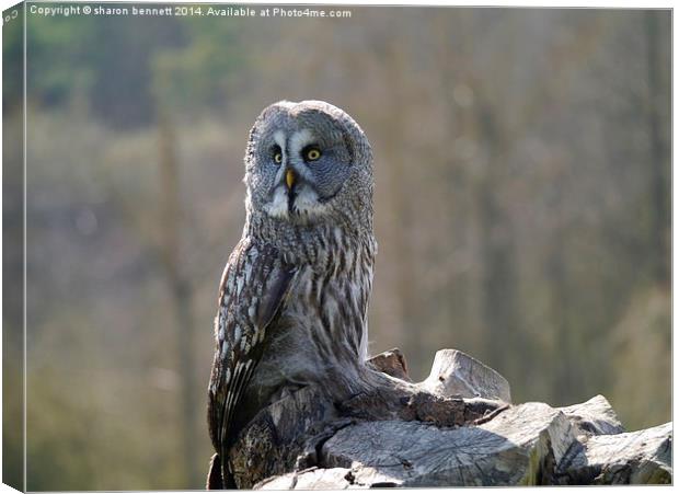 On Look Out Canvas Print by sharon bennett