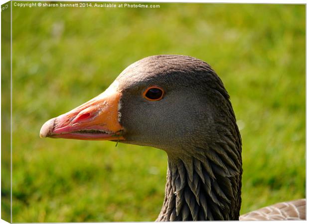 Goosey Gander Canvas Print by sharon bennett