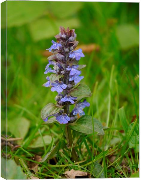 Wild flowers Canvas Print by sharon bennett