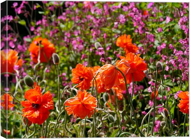 Poppies Canvas Print by sharon bennett