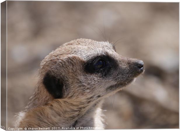 Portrait of a meerkat Canvas Print by sharon bennett