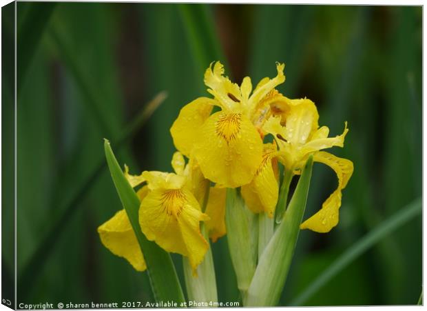 Dew Covered Iris Canvas Print by sharon bennett