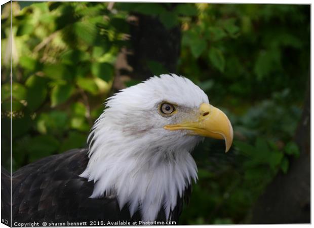 Bald Eagle Canvas Print by sharon bennett