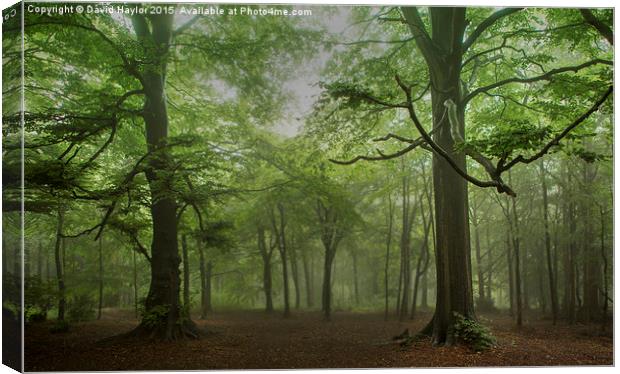  Rainy Day at Wendover Woods Canvas Print by David Haylor
