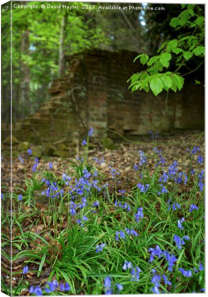 Bluebells on the edge of wood Canvas Print by David Haylor