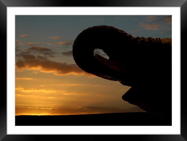 Majestic Elephant Silhouetted in African Sunset Framed Mounted Print by Jonathan Pankhurst