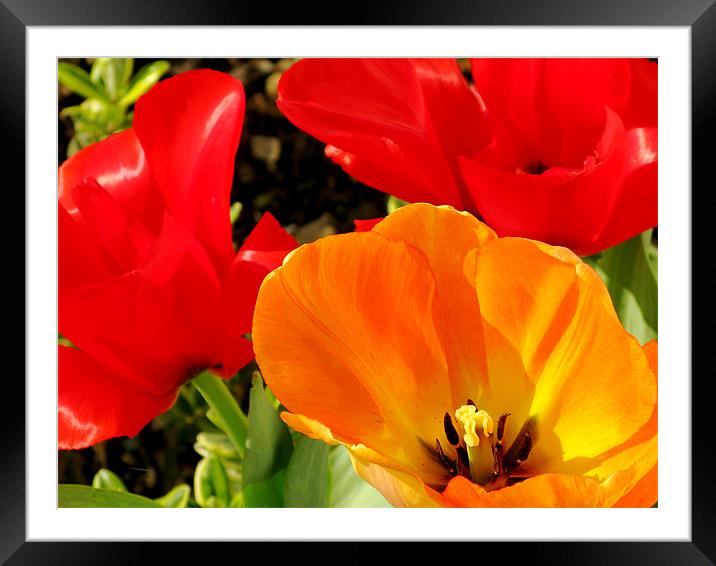 Red and yellow tulips Framed Mounted Print by Jonathan Pankhurst