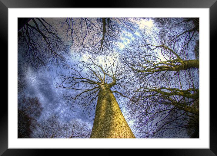 Blue sky and trees Framed Mounted Print by Jonathan Pankhurst