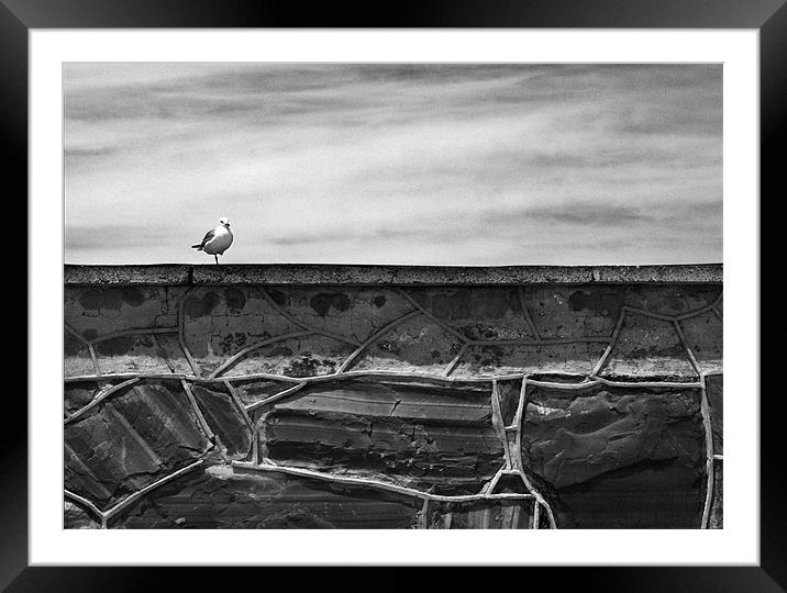 Seagull on Robben Island Framed Mounted Print by Jonathan Pankhurst