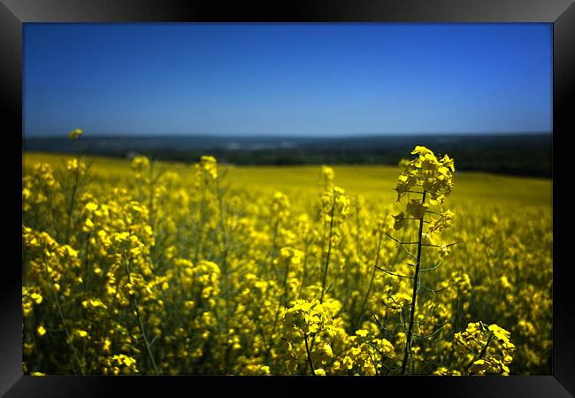 Fields of gold Framed Print by Jonathan Pankhurst