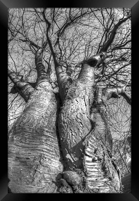 The love trees Framed Print by Jonathan Pankhurst