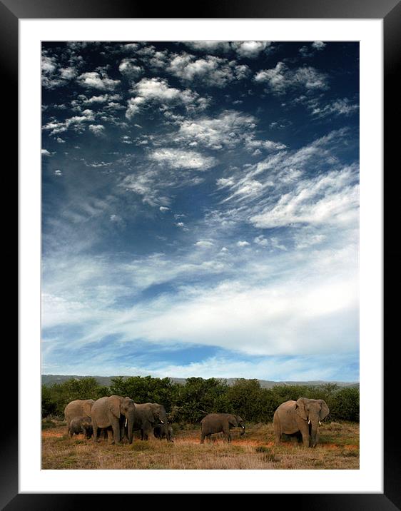 Untamed Beauty of African Elephants Framed Mounted Print by Jonathan Pankhurst