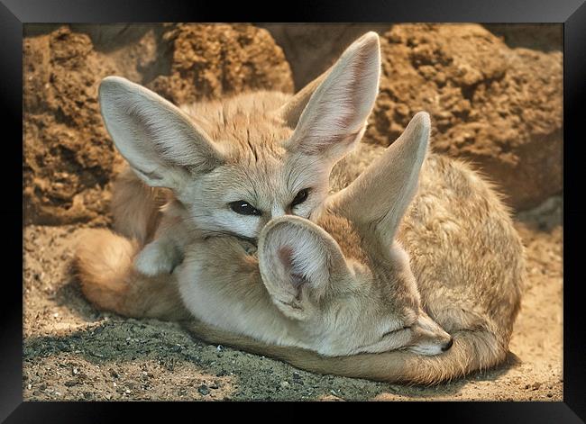 Fennec Foxs Framed Print by John Dickson