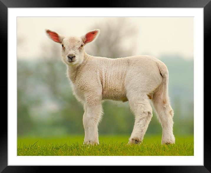 Spring Lamb Framed Mounted Print by John Dickson