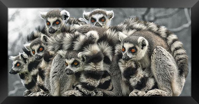Ring Tailed Lemurs Framed Print by John Dickson
