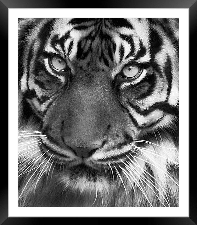 Tiger Portrait Mono Framed Mounted Print by John Dickson