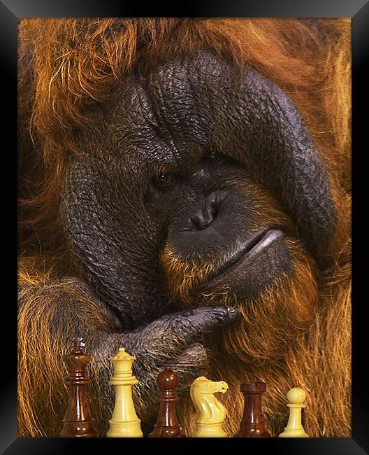 Orangutan Playing Chess Framed Print by John Dickson