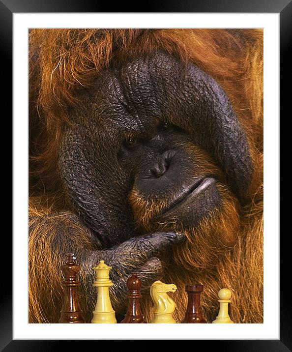 Orangutan Playing Chess Framed Mounted Print by John Dickson