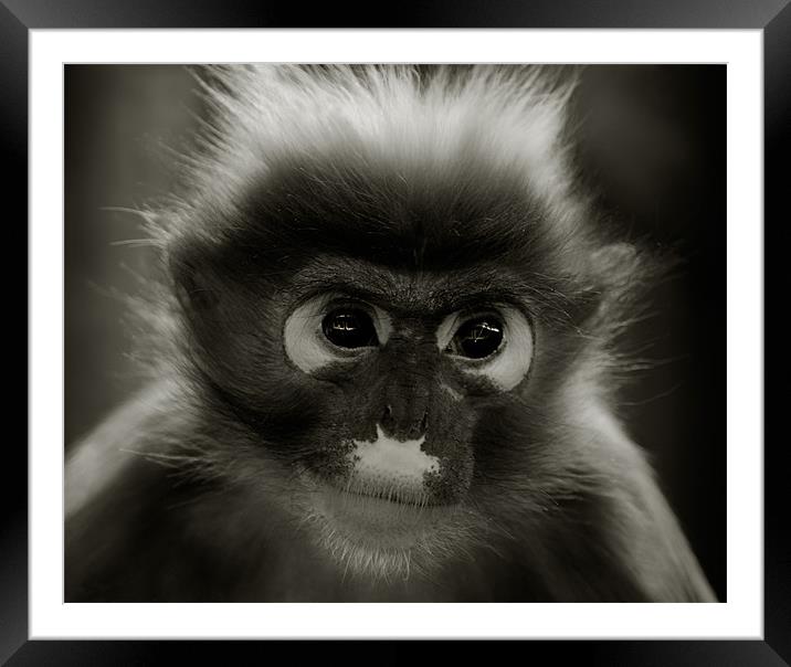 Primate Portrait Framed Mounted Print by John Dickson