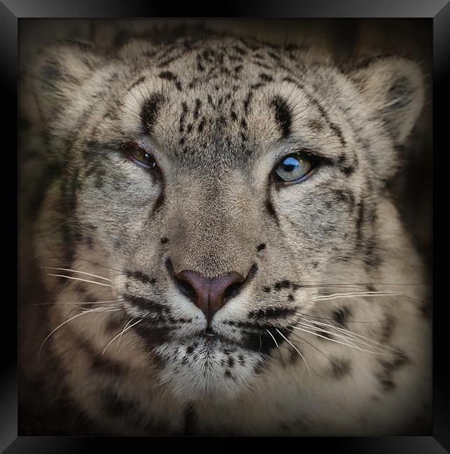 Snow Leopard Framed Print by John Dickson