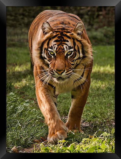 Sumatran Tiger Framed Print by John Dickson