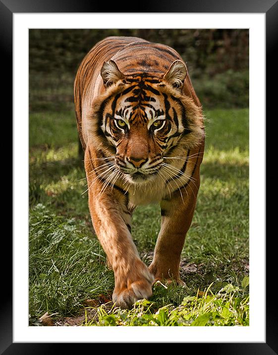 Sumatran Tiger Framed Mounted Print by John Dickson