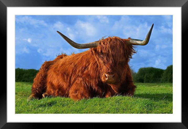 Highland Cow Framed Mounted Print by John Dickson