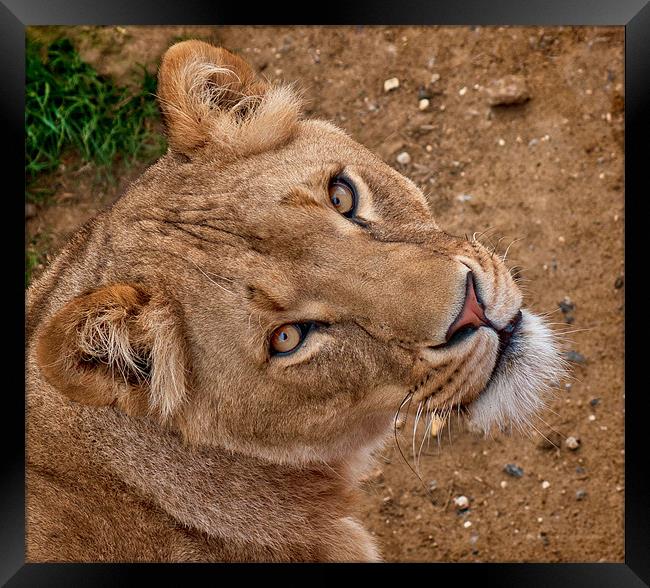 Lioness Portrait Framed Print by John Dickson