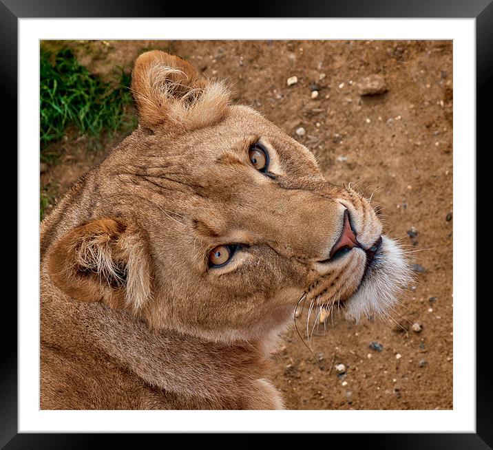 Lioness Portrait Framed Mounted Print by John Dickson