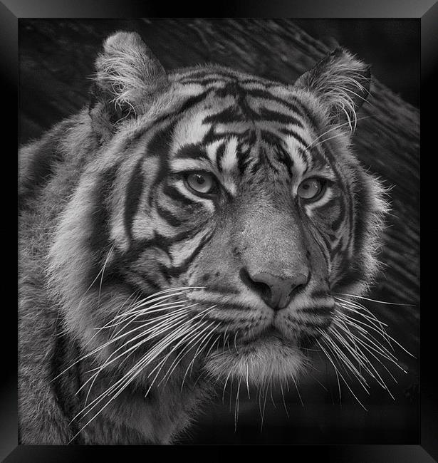 Tiger Portrait Framed Print by John Dickson