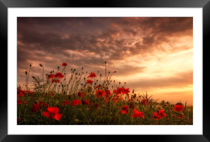 Poppy Sunset Framed Mounted Print by Steve Cole