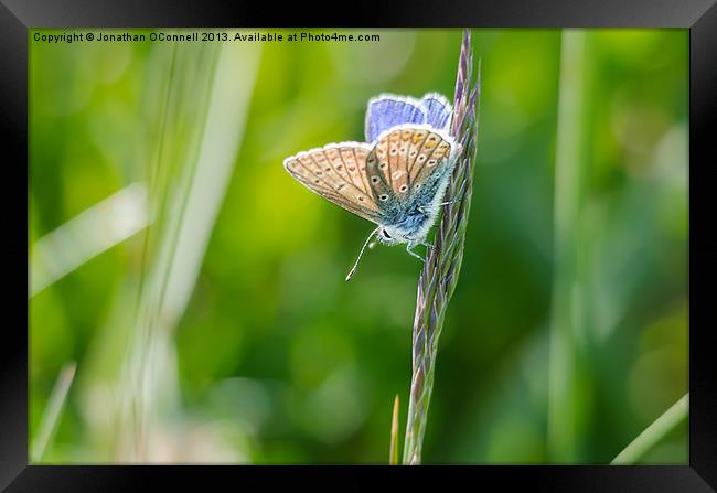 Common Blue Butterfly Framed Print by Jonathan OConnell