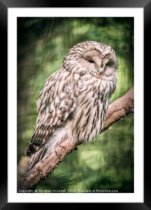 Ural Owl Framed Mounted Print by Jonathan OConnell