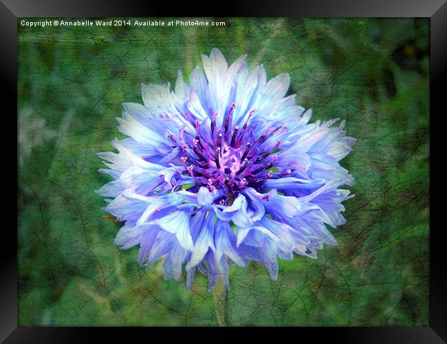 Wild Blue Cornflower Framed Print by Annabelle Ward