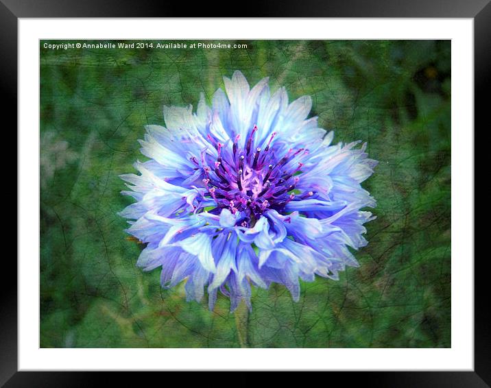 Wild Blue Cornflower Framed Mounted Print by Annabelle Ward