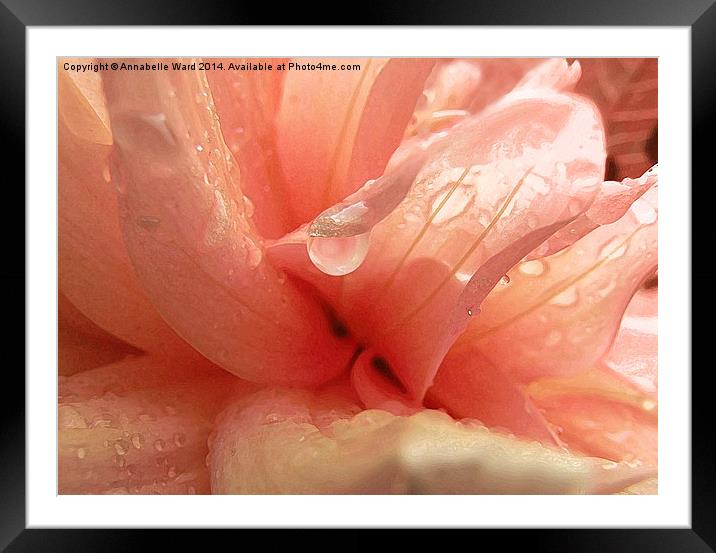 Petals and Droplets Framed Mounted Print by Annabelle Ward