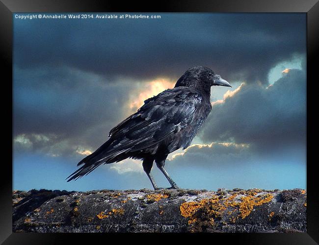Rook on the Roof. Framed Print by Annabelle Ward