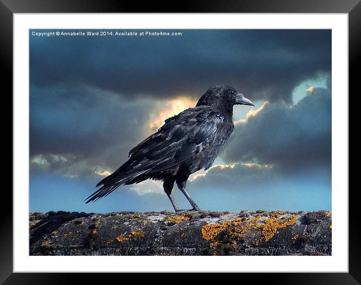 Rook on the Roof. Framed Mounted Print by Annabelle Ward