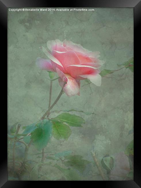 Rose Pink Framed Print by Annabelle Ward