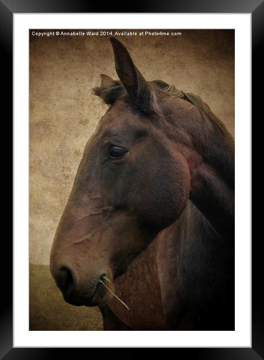 Horse Portrait Framed Mounted Print by Annabelle Ward