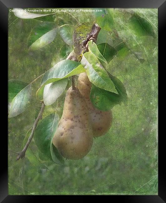 A Pair of Pears Framed Print by Annabelle Ward