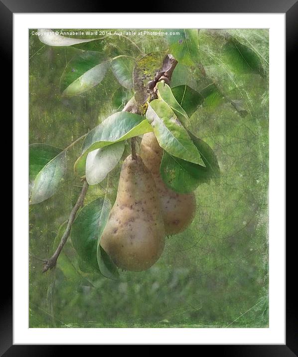 A Pair of Pears Framed Mounted Print by Annabelle Ward