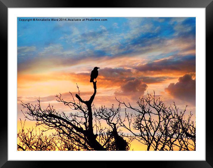 Corvus Sunset Framed Mounted Print by Annabelle Ward