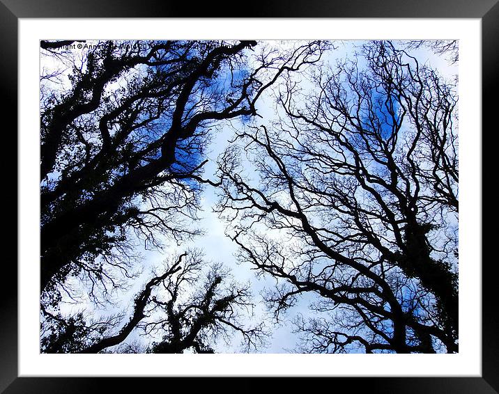 Winter Tree Tops Framed Mounted Print by Annabelle Ward