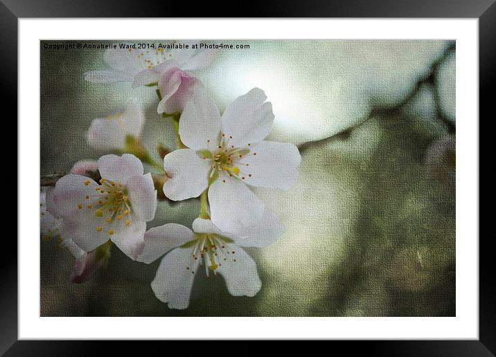 Kiss of Blossom Framed Mounted Print by Annabelle Ward