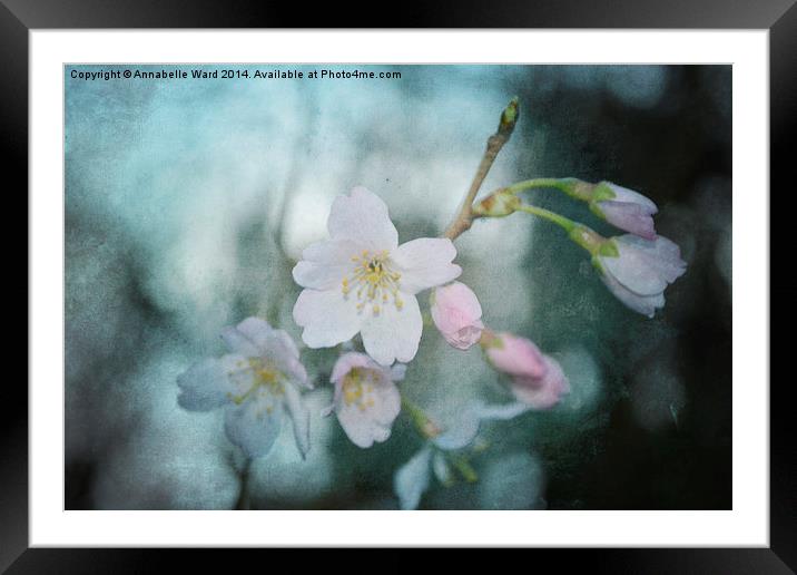 Spring Blossom. Framed Mounted Print by Annabelle Ward