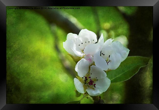 Apple Blossom. Framed Print by Annabelle Ward