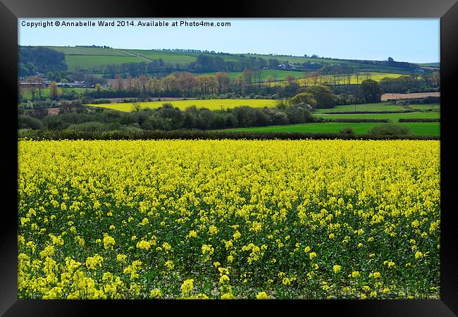 Rapeseed In Bloom. Framed Print by Annabelle Ward