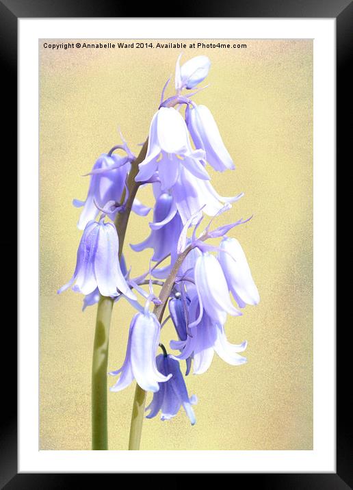 Bluebells on Cream Framed Mounted Print by Annabelle Ward